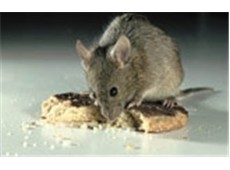 mouse eating a biscuit