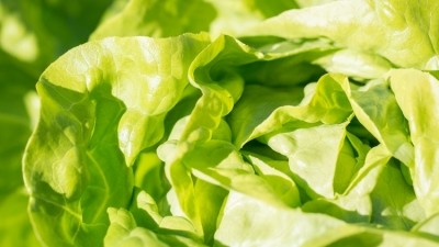 On the up: prices of salad ingredients could rise by 25%