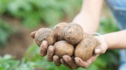 Waterlogged land: wet weather has impacted a range of crops including potatoes (image: Getty/Dougal Waters)