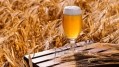 Worrying sign: Potential wheat shortage could push the price of bread, beer and biscuits (Credit: Getty/Anton Dobrea)