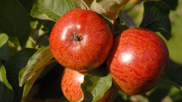 Westons-Cider-apples.jpg