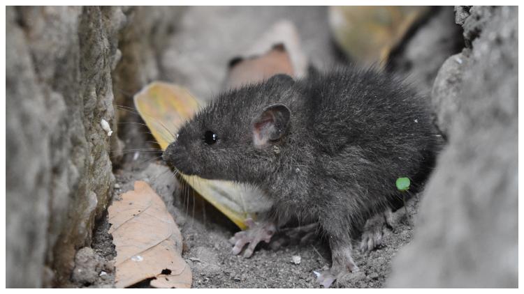 Mice and cockroach infestations force pub to close 