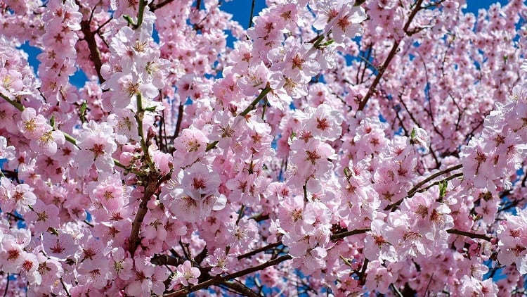 spring-2021.jpg