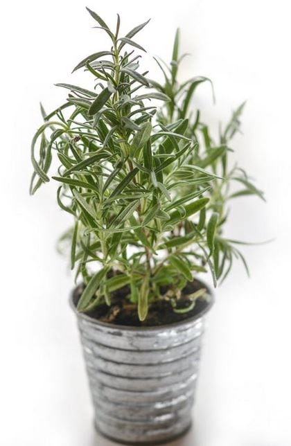Rosemary.jpg