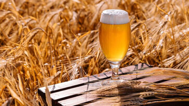 Possible wheat shortage 'worrying sign' for pubs and brewers 