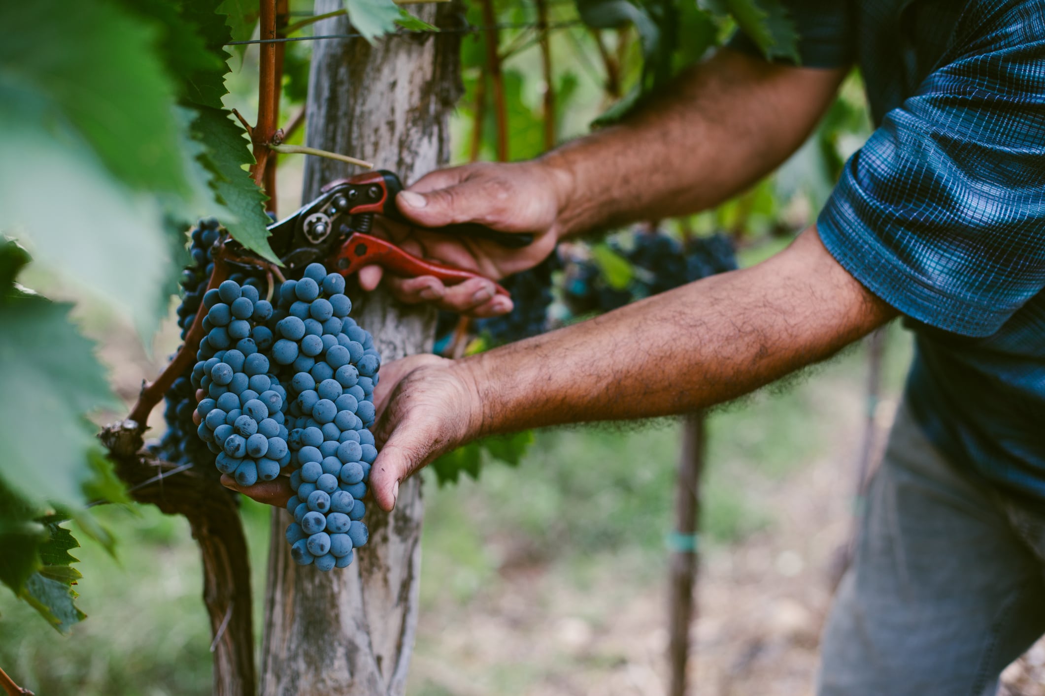 What are the new wine trends to look out for in 2025?