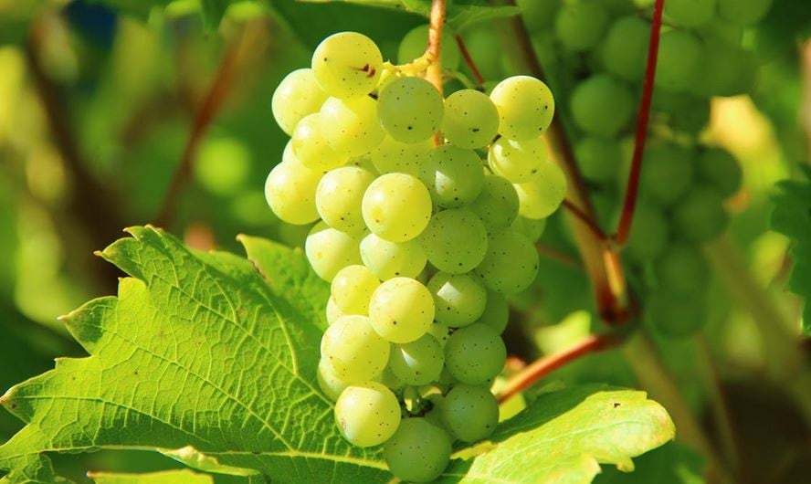 Young, low-alcohol English wine on the market