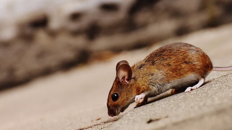 JDW pub closed after mouse spotted