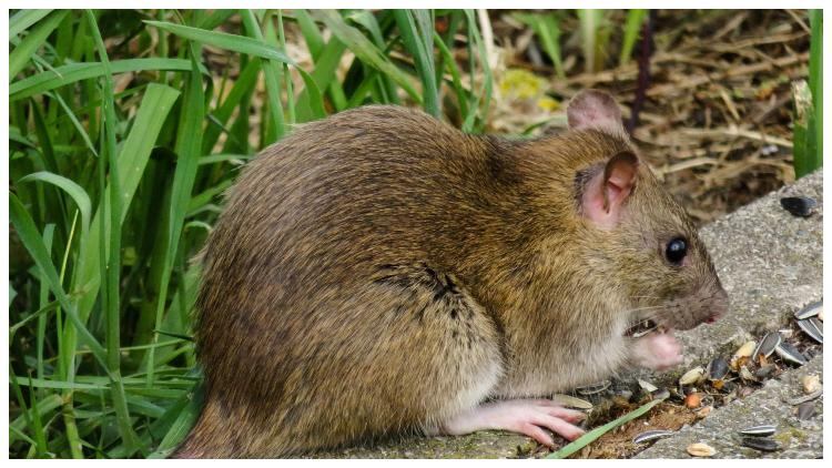 Publican fined £12k after pleading guilty to rat infestation