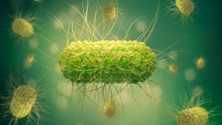 Pub food supplier recalls products due to salmonella risk