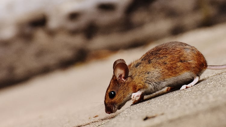 Legal Q&A: summary review after fight and dealing with mice