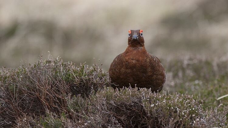 Pubs lose out amid grouse shoot cancellations