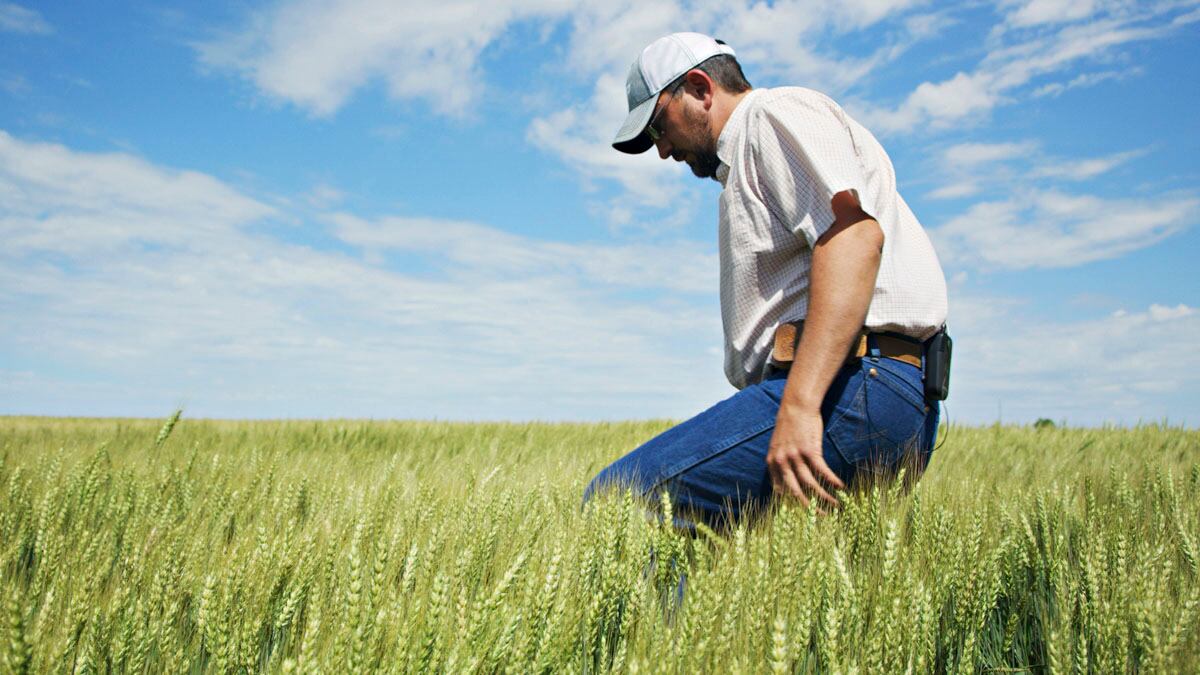 Man in field of crops.