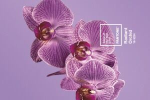 Pantone.2014.Colour.of.the.Year-Flowerswithwatermark_V3.jpg