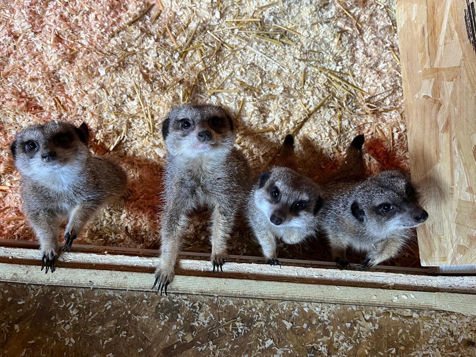 Meerkats at the Royal Oak, Brockham, Surrey