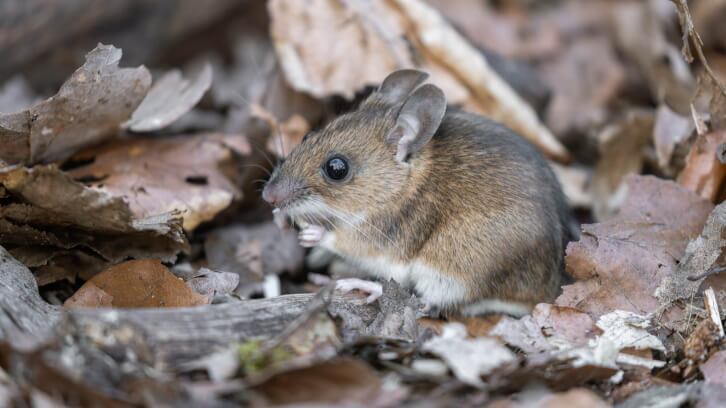 Mice on the move