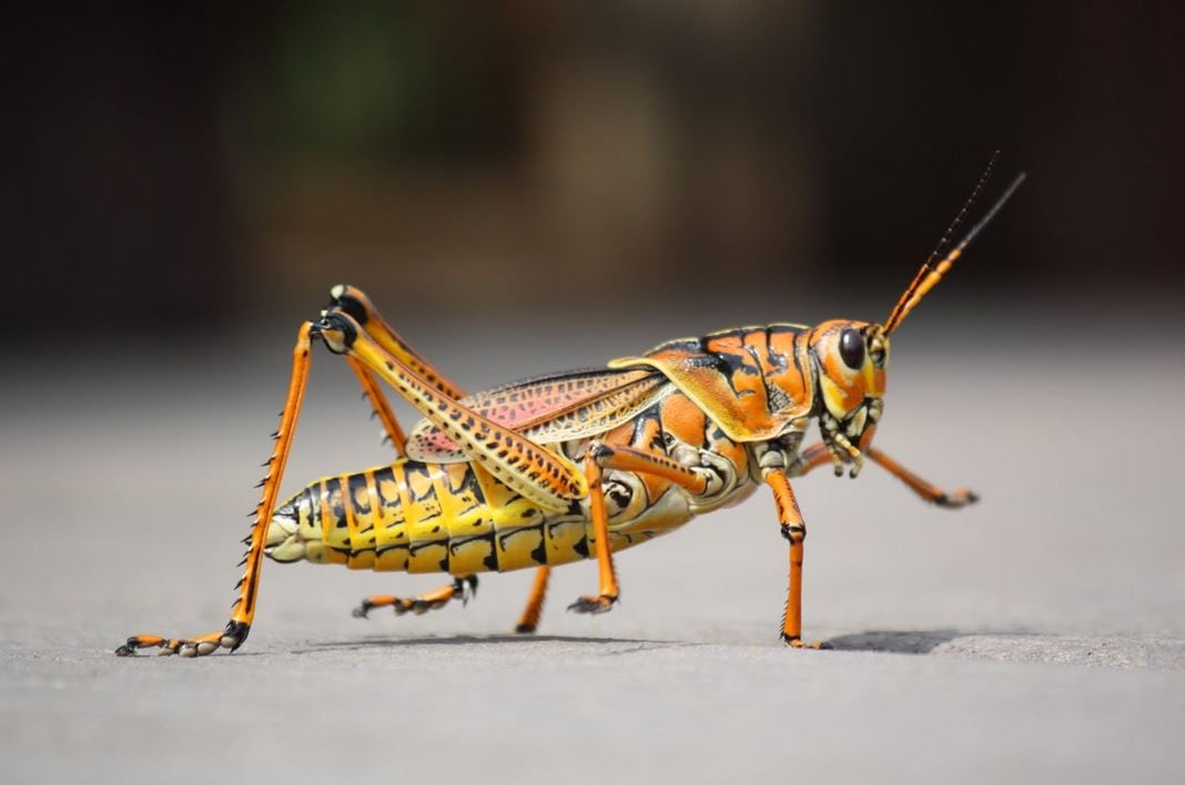 grasshopper.jpg