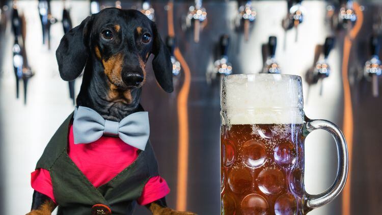 How-can-a-pub-support-dogs.jpg