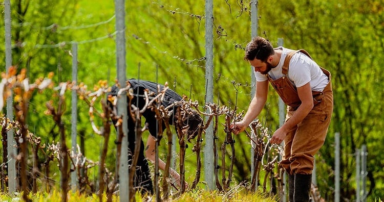 Number of students enrolled on wine courses at 30-year all-time high