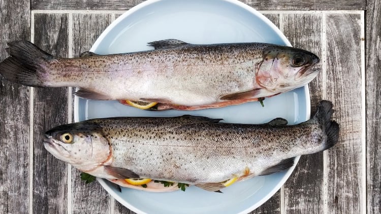 Fish-2.jpg