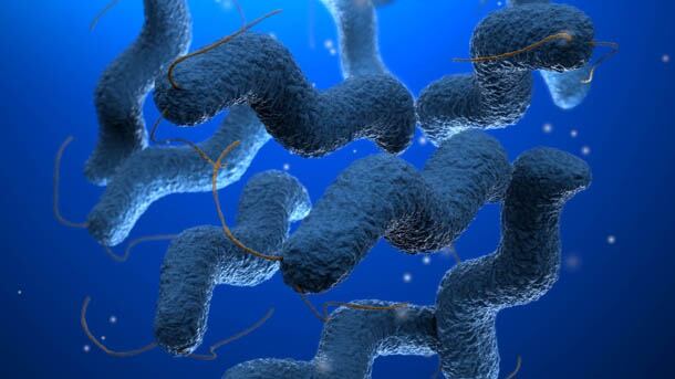 Campylobacter-1.jpg