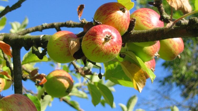Cidermaker hopes waste solution will put the fizz into production