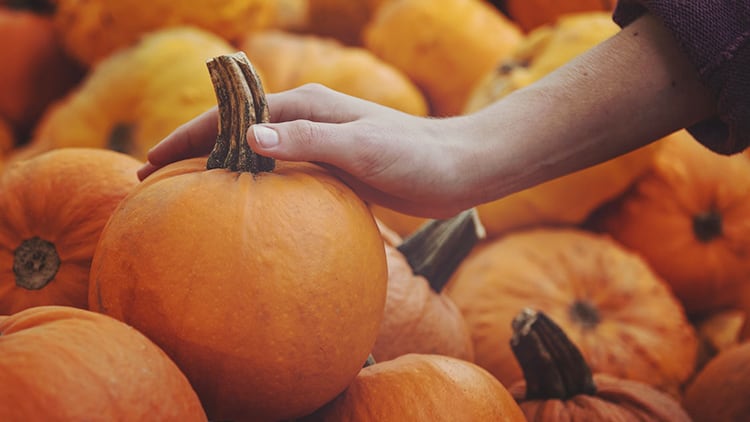 Pub owner saves almost 2,500 Halloween pumpkins to turn into food for the homeless