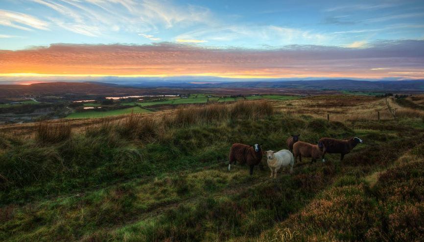 Irish, the new thing in gin? 