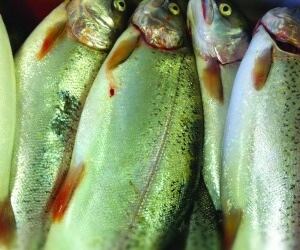 trout.jpg