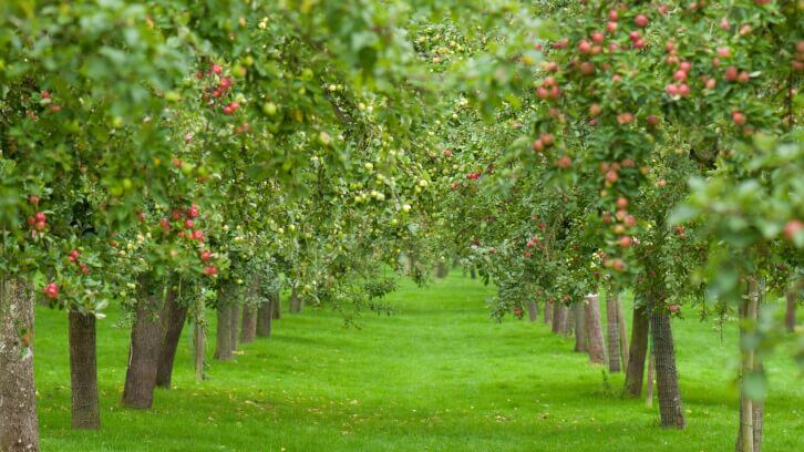 Heineken defends decision to cut down apple orchard 