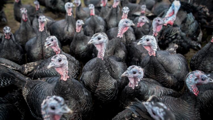 Bird flu: Half of Xmas turkeys culled 