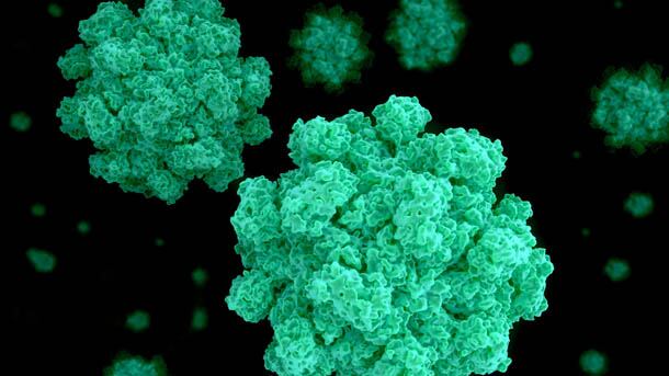 Norovirus-1.jpg