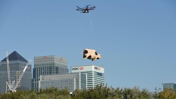 Orchard.Pig.jpg
