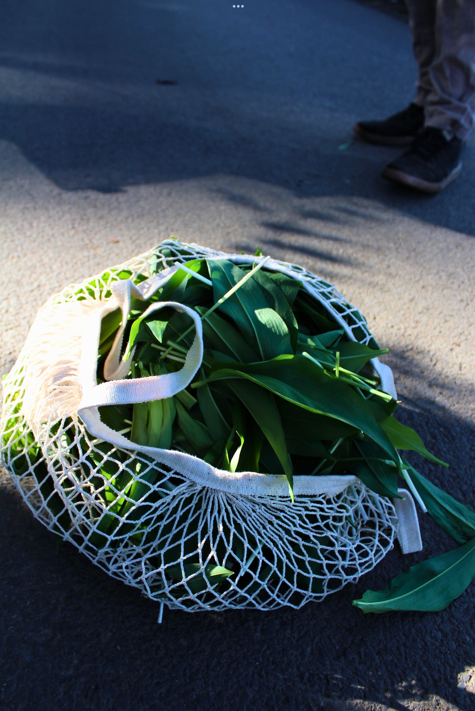 Sustainability that pays: The Kirkstyle Inn's foraged wild garlic
