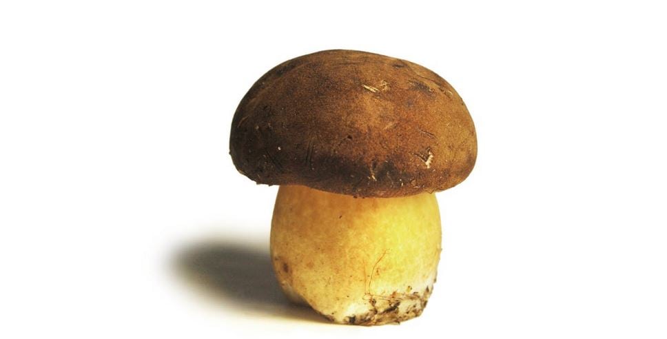 Did you know this about mushrooms? 