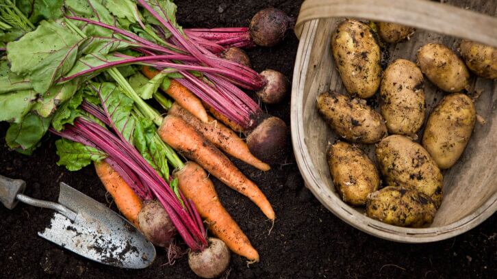 Food price inflation drops but remains above 20%