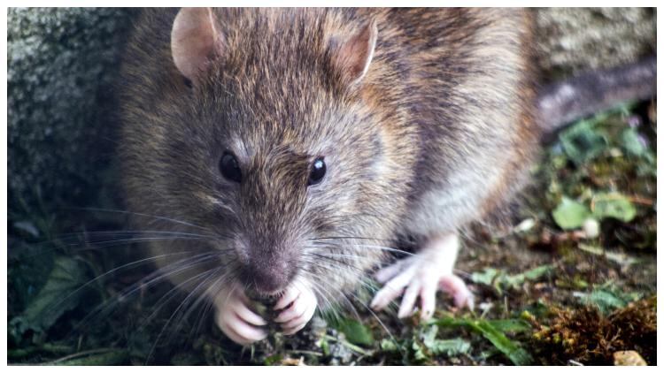 Greene King pub turns rating around after former ‘rat infestation’
