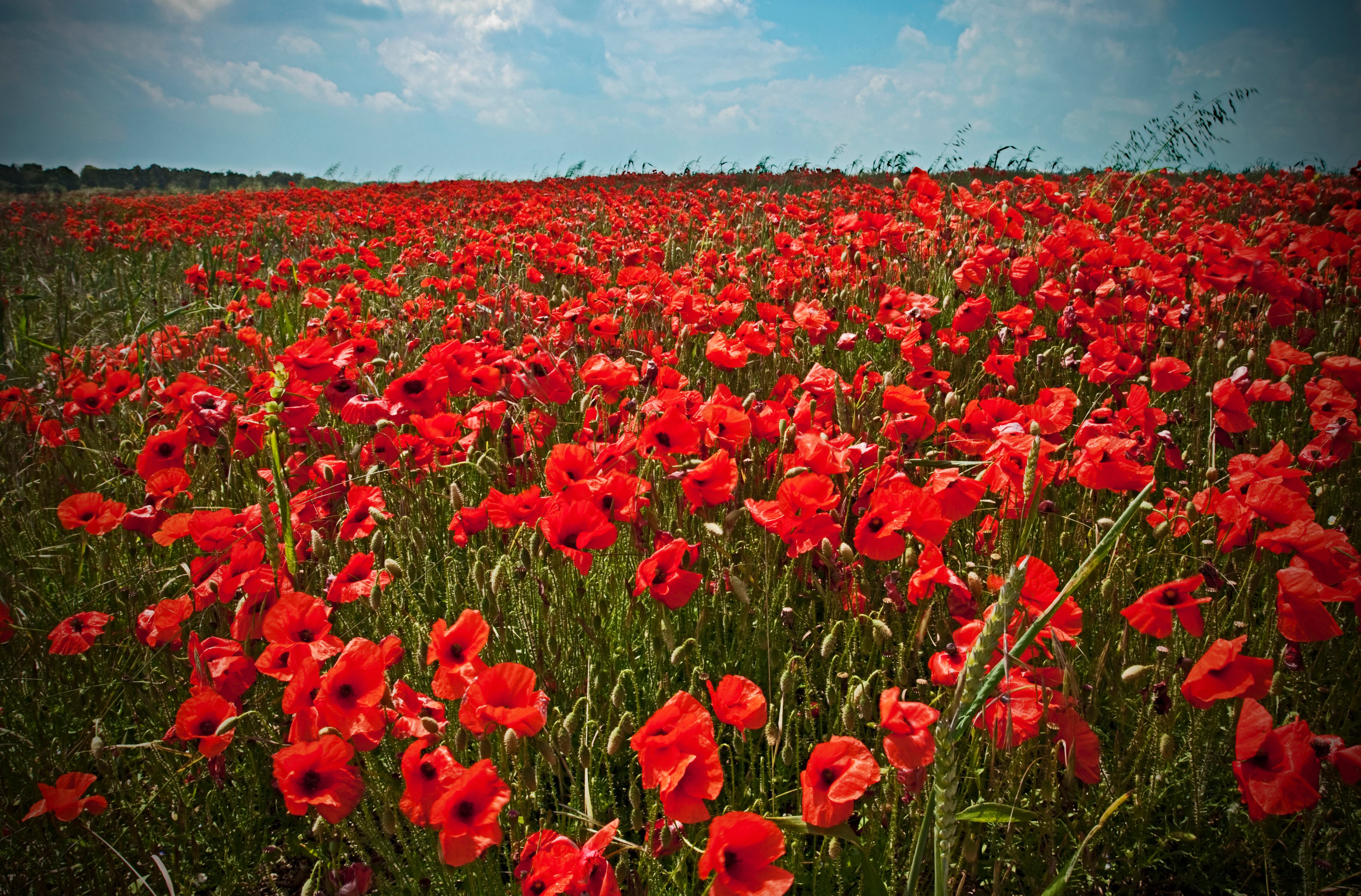 Remembrance Day: BBPA signs Armed Forces Covenant