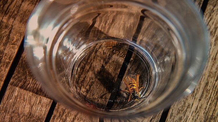 7 things pubs can do to deter wasps