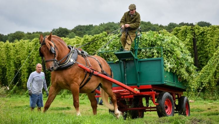 Hogs Back celebrates 30 years ahead of hop harvest