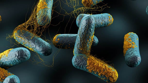Clostridium-1.jpg