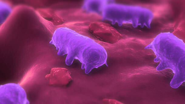 Salmonella-1.jpg