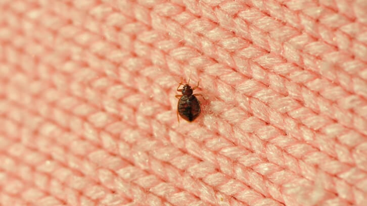 Licensees offered advice as bed bug infestation hits UK