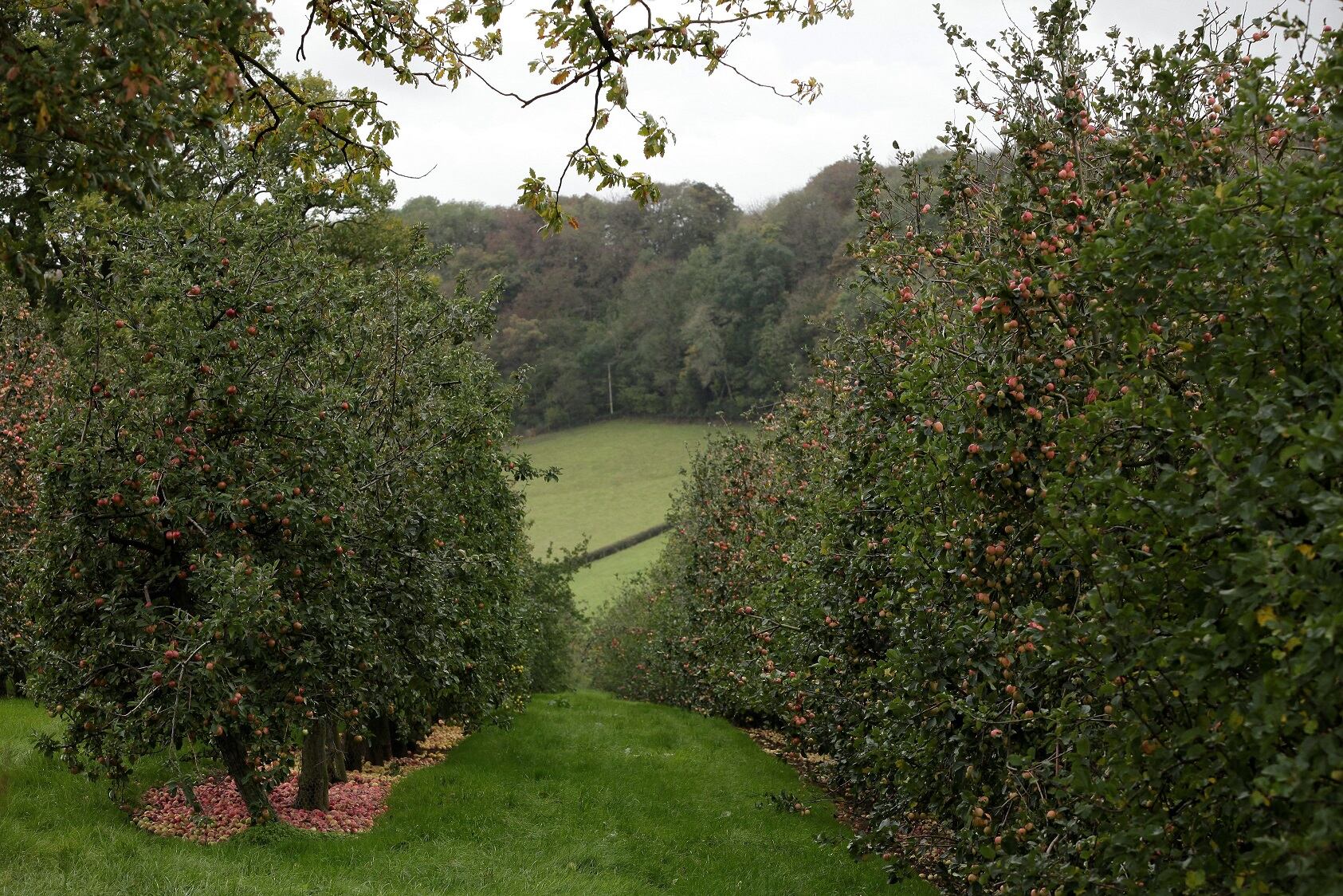 Aston-Manor.jpg