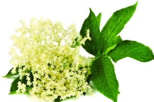elderflower.jpg