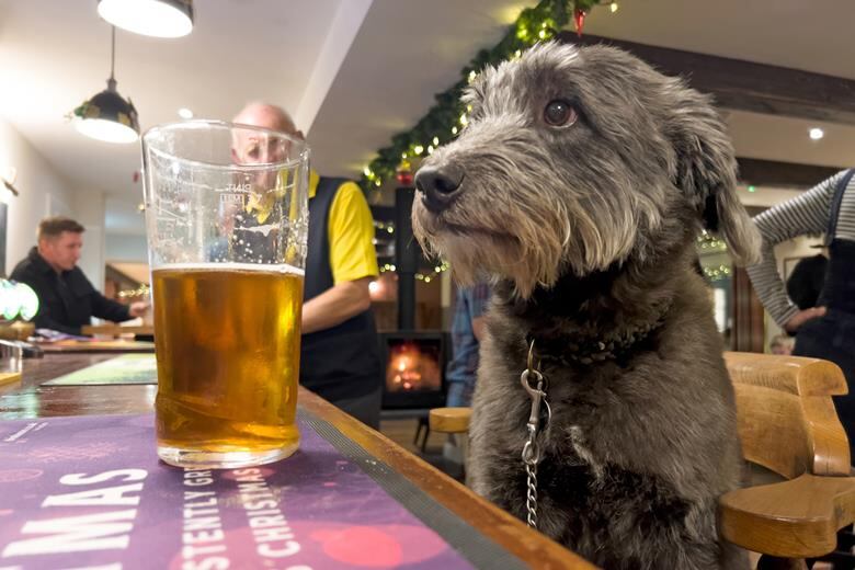 Pub dogs: Wetherspoon defends assistance dog policy after BBC criticism
