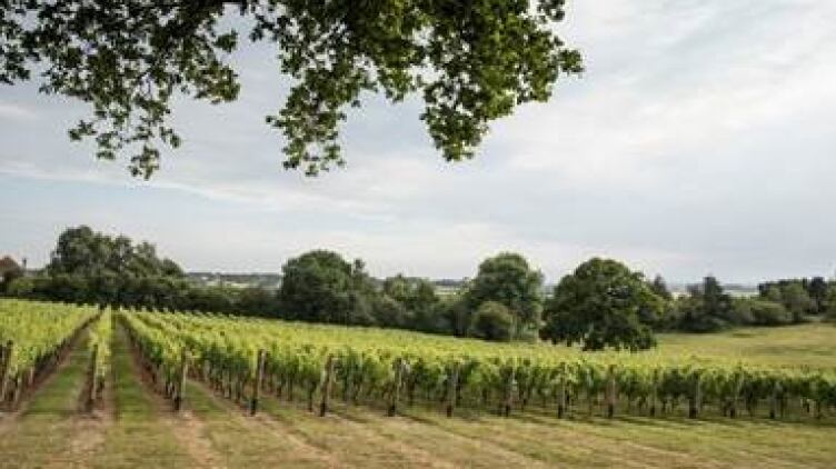 Leading English winemaker expands with 388 new acres on North Downs