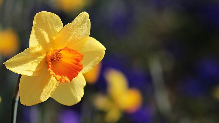 flower-3306691_1280.jpg