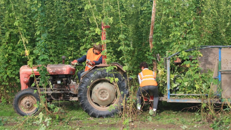 Hogs Back undertakes final hop harvest before new garden move