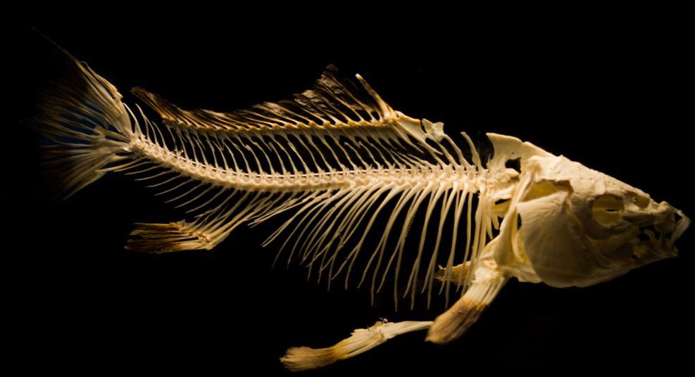 How-sustainable-is-fish-and-what-types-of-fish-should-I-use.jpg